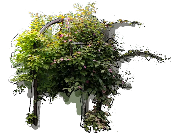 Plant - Variegated Kiwi Vine