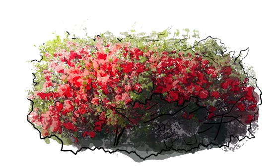 Plant - Flowering quince Elly Mossel