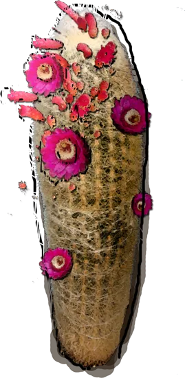 Plant - Peruvian old man cactus