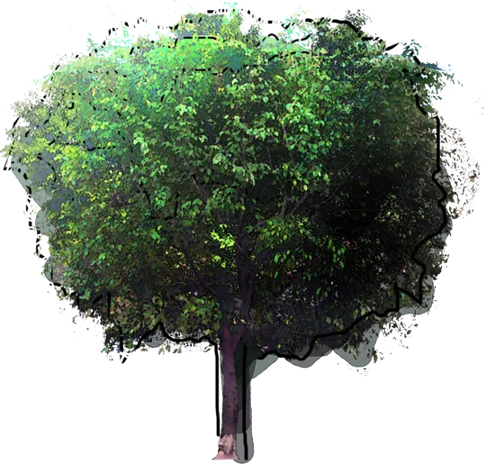 Plant - Ficus benjamina