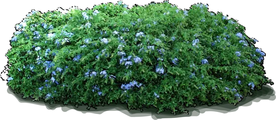 Plant - Cape leadwort