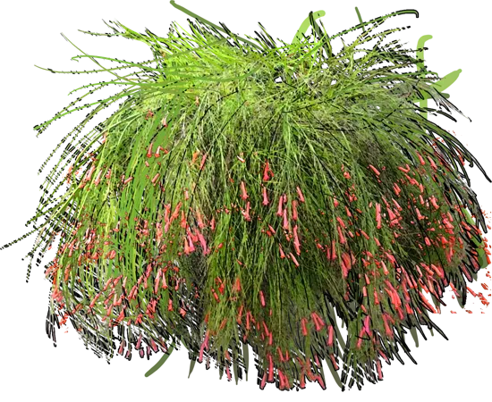 Plant - Russelian equisetiformis
