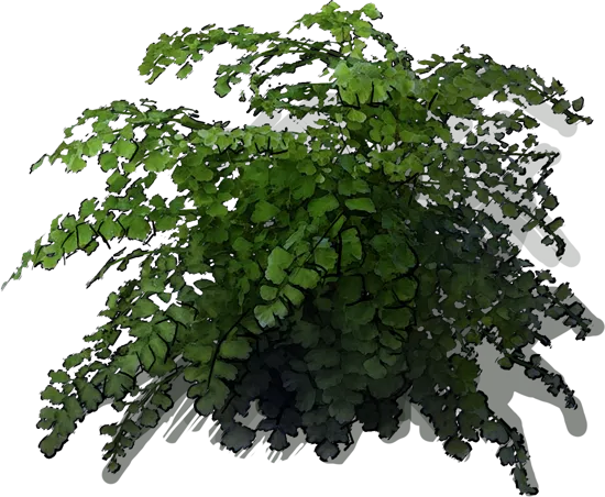 Plant - Adiantum tenerum Scutum Roseum