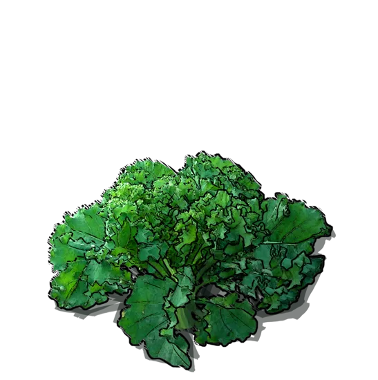 Plant - Kale