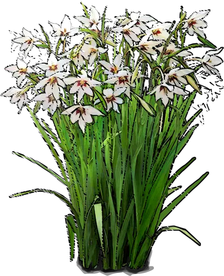 Plant - Fragrant gladiolus