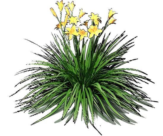 Plant - Hemerocallis hybrida Mary Todd