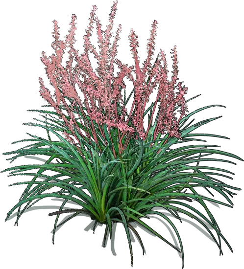 Plant - Red Yucca