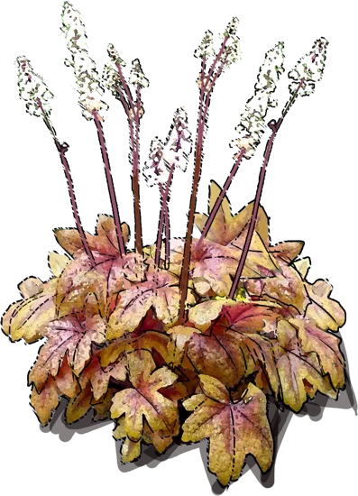 Plant - Heucherella Brass Lantern