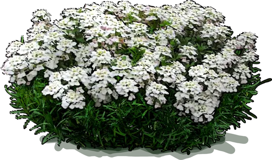 Plant - Candytuft
