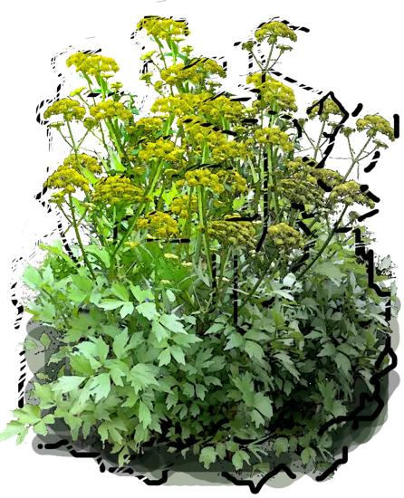Plant - Levisticum officinale