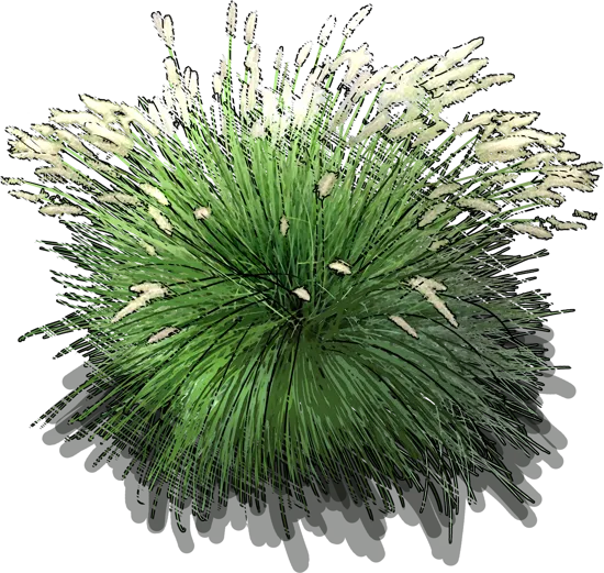Plant - Miniature fountain grass