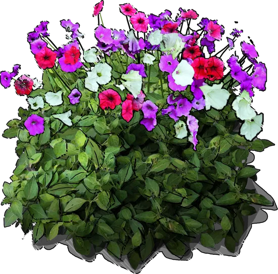 Plant - Petunia violacea
