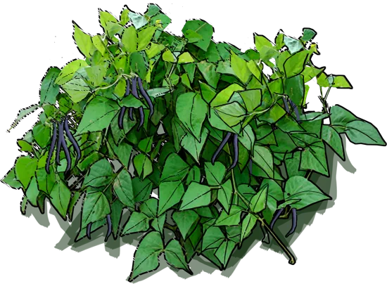 Plant - Purple Teepee French Bean