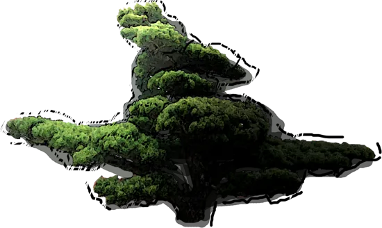 Plant - Pinus parviflora bonsai