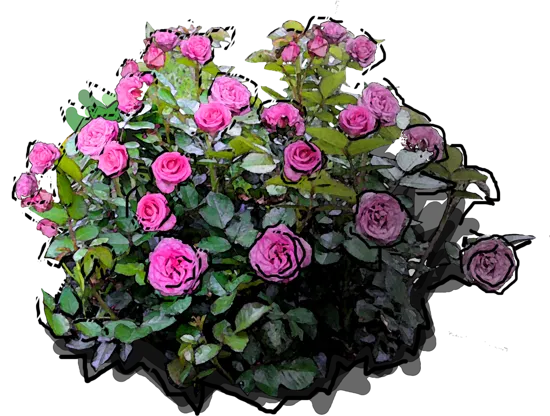 Plant - Rosa \u0027Beverly\u0027