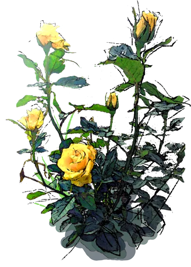 Plant - Peer Gynt Rose
