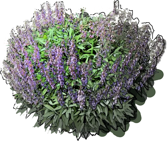 Plant - Salvia officinalis