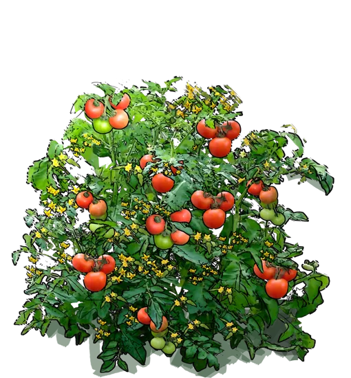 Plant - Tomato