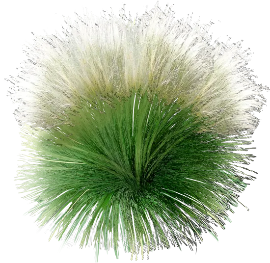 Plant - Mexican feather grass \u0027Pony Tails\u0027