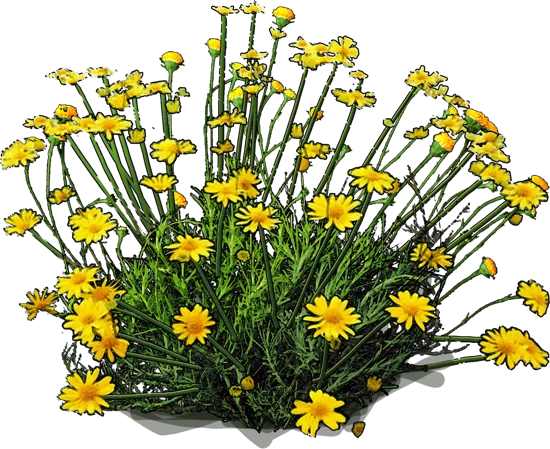 Plant - Dahlberg daisy