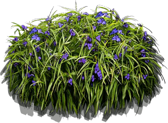 Plant - Blue Spiderwort