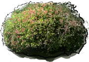 Plant - Abelia grandiflora \u0027Francis Mason\u0027