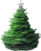 Plant - Korean Fir