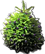 Plant - Abies pinsapo Aurea