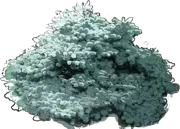 Plant - Noble Fir \u0027Blaue Hexe\u0027