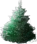 Plant - Noble Fir \u0027Glauca\u0027