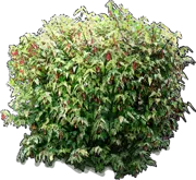 Plant - Trailing Abutilon \u0027Variegatum\u0027