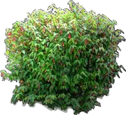 Plant - Trailing Abutilon