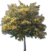 Plant - Cootamundra Wattle \u0027Purple\u0027