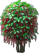 Plant - Chenille Plant