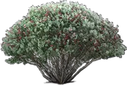 Plant - Pineapple Guava