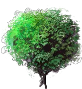 Plant - Field Maple \u0027Nanum\u0027