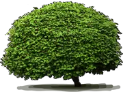 Plant - Vine maple \u0027Little Gem\u0027