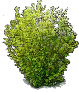 Plant - Vine maple \u0027Pacific Fire\u0027