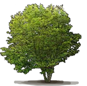 Plant - Vine maple