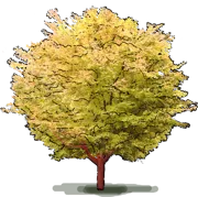 Plant - Japanese maple