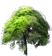 Plant - Japanese Maple
