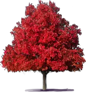 Plant - Red Maple