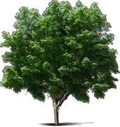 Plant - Three\u002DFlowered Maple