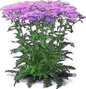 Plant - Lilac Beauty\u0027 Yerrow