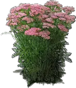 Plant - Yarrow \u0027Pink Grapefruit\u0027