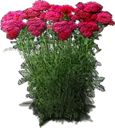 Plant - Yarrow \u0027Pomegranate\u0027