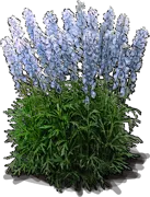 Plant - Monkshood