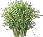 Plant - Variegated Sweet Flag