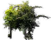 Plant - Hardy Kiwi \u0027Jumbo\u0027