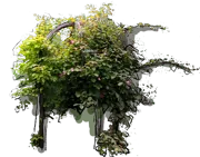 Plant - Variegated Kiwi Vine